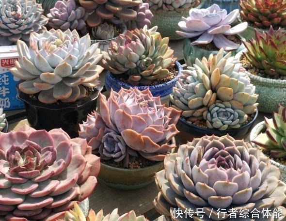 花友|放在顶楼露养1个月后,给多肉拍照的时候,再也不用开滤镜了!