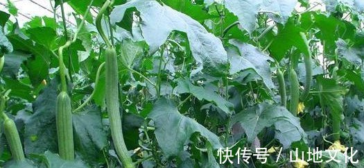 丝瓜皮|吃丝瓜能抗癌止咳,但效果最好的地方都被扔了,后悔现在才知道