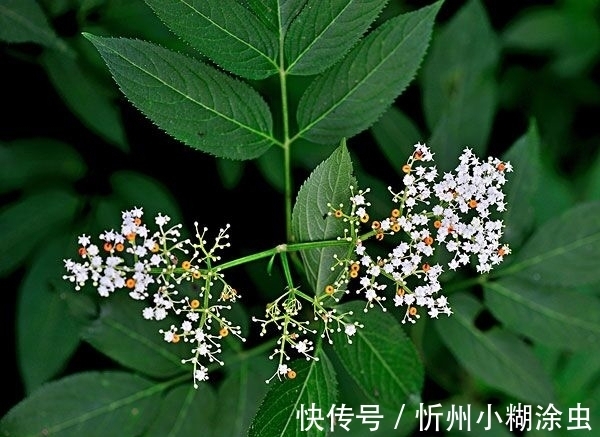 果实|路边的杂草“接骨草”外表美观,香气清新,具有药用价值