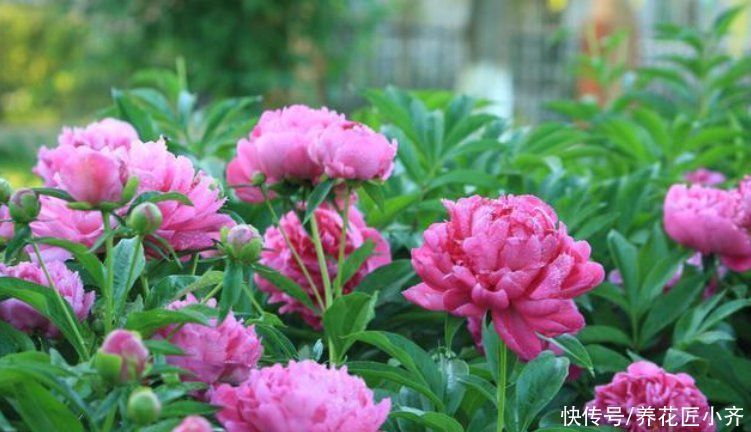 只有秋季可以买的2种花,想养赶紧入手,过期养不活