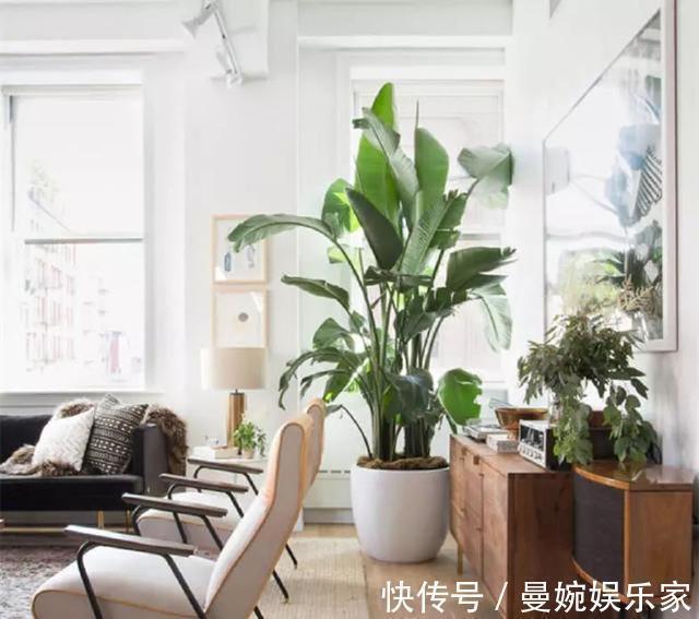 植物|客厅不能养这三种花,一点好处没有,养了的抓紧挪走!