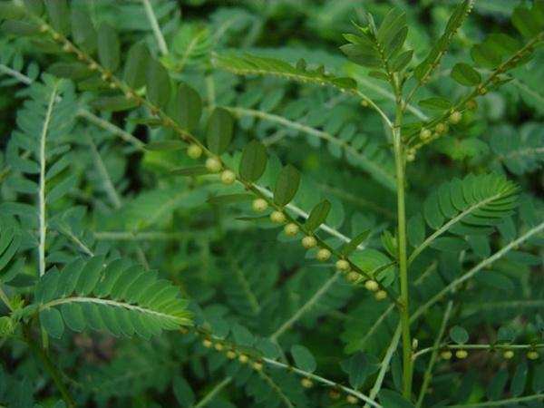 牙疼草|有种草叫“牙疼草”,生在农村形似含羞草,如今市场上一斤80元