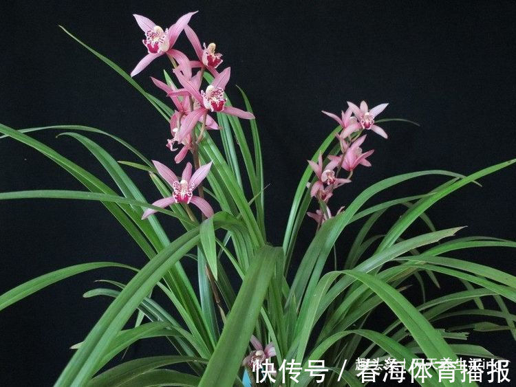 乒乓菊|喜欢菊花,就养盆“乒乓菊系列”金黄乒乓菊,花似乒乓,妙不可言