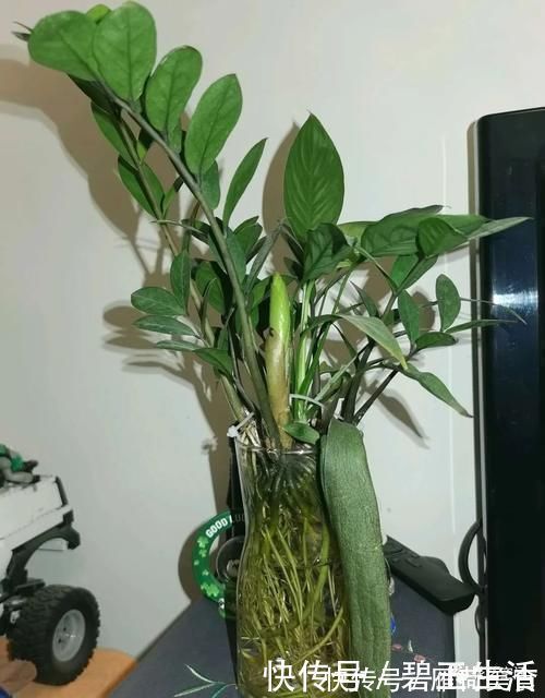 花根|金钱树盆里扔点“东西”,嫩芽争着往外冒,不出俩月就爆盆!