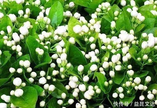 茉莉花|茉莉花就是个老酒鬼，一周喝一次，叶片绿油油，花开一朵朵