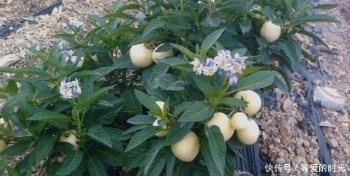 女性不想满脸皱纹,不妨把此果当零食,皮肤洁白细滑,不显老