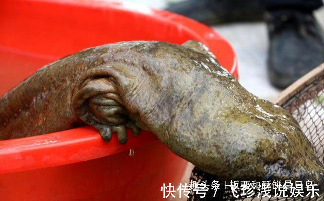 大鲵！人鱼是真实存在的吗？山海经给了我们答案，人面鱼身现存于世