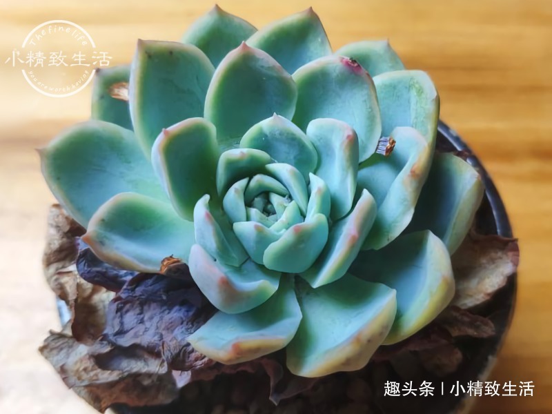 一个小细节，关系多肉安全度夏，这事做得早，肉肉夏天没烦恼