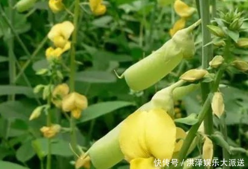 家乡|家乡一种“假花生”,称为豆中之王,全草可供药用,有清湿热功效