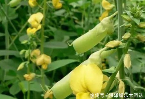 家乡|家乡一种“假花生”，称为豆中之王，全草可供药用，有清湿热功效