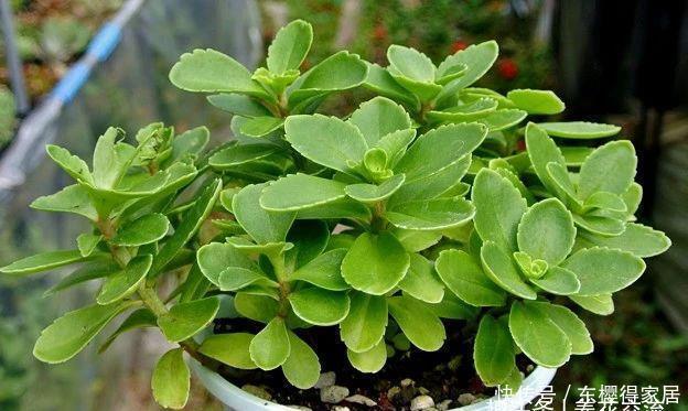 春夏季节开满金黄色花朵的三七景天,很好养的多肉,基本零难度