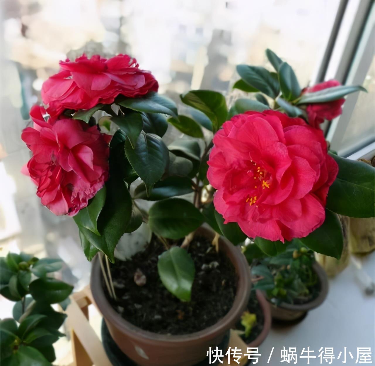 硫酸亚铁|六月养茶花,这“三位置”留点水,冠幅大一圈,次月花苞咕噜冒