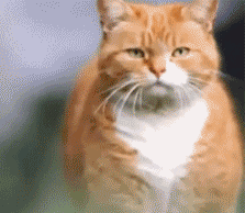 |搞笑动图：快乐跳舞的小家伙，萌萌哒！