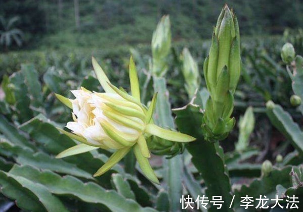 泡水|中医提醒:咳嗽老不好,路边霸气的花摘回家泡水喝,止咳特有效