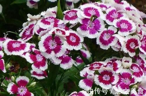 月季花|号称开花机器的4种花，能开花一整年，好看又好养，室内也能栽
