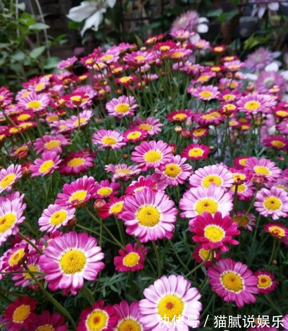 这9种花园,随便1个都美上天了,有一种这辈子就满足了!