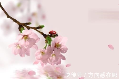 朝云@苏轼不仅为妻子写《江城子》,更为侍妾写过,可见才子多情!