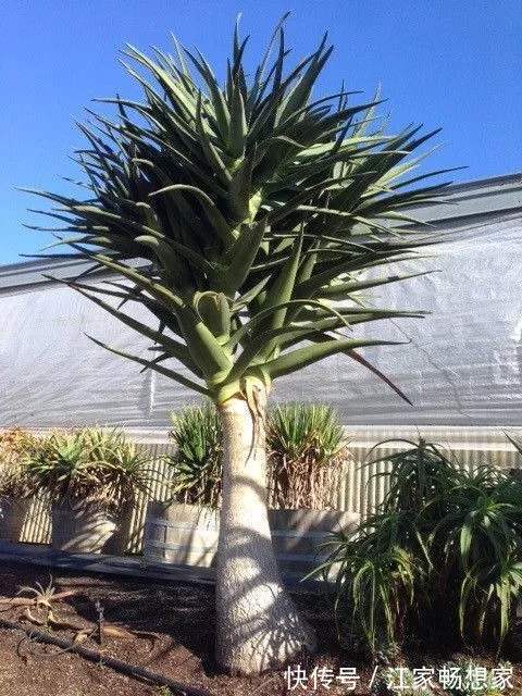 芦荟也能养成“老树桩”，枝干比人高，做菜美容用一年