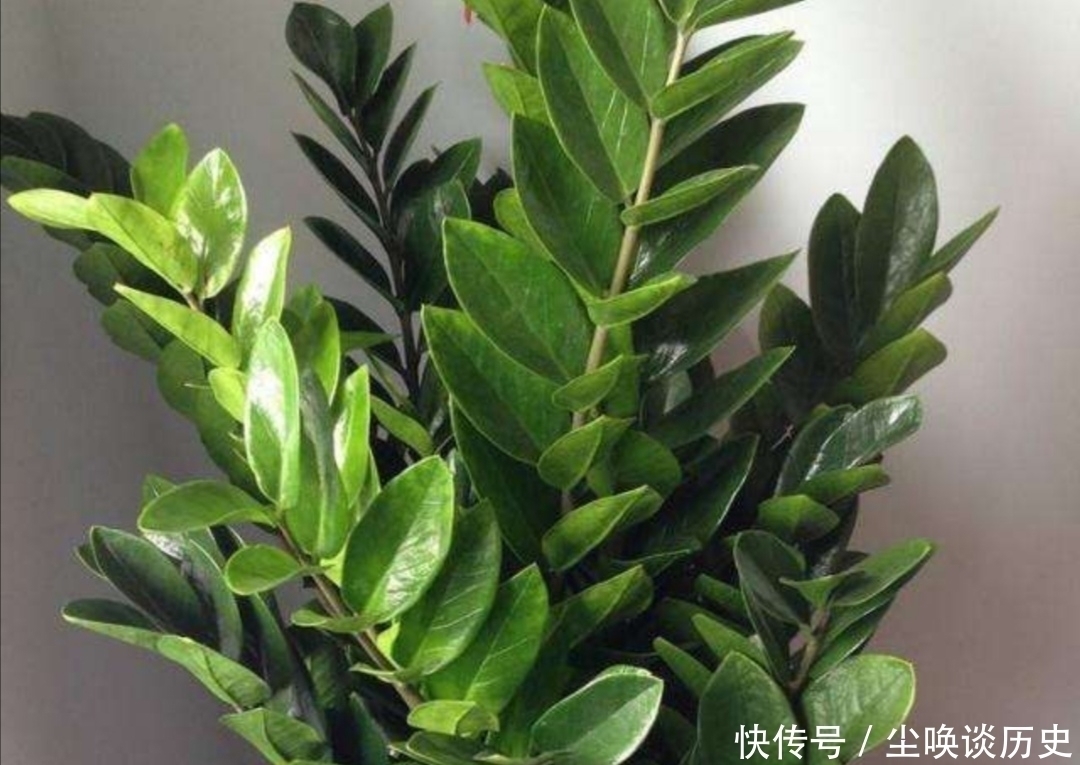 金钱树不长新芽,给它做好3个关键点,很快就能冒新芽