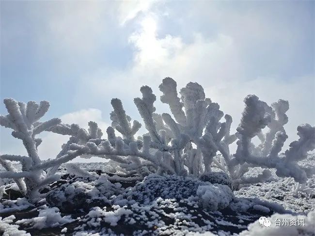 美景|天台大雷山雾凇美景玉树琼枝晶莹剔透令人神往！