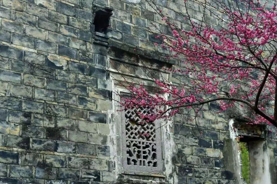 老年|怦然心动！来三门这座“中国画里的村庄”，查收春日小“梅”好！