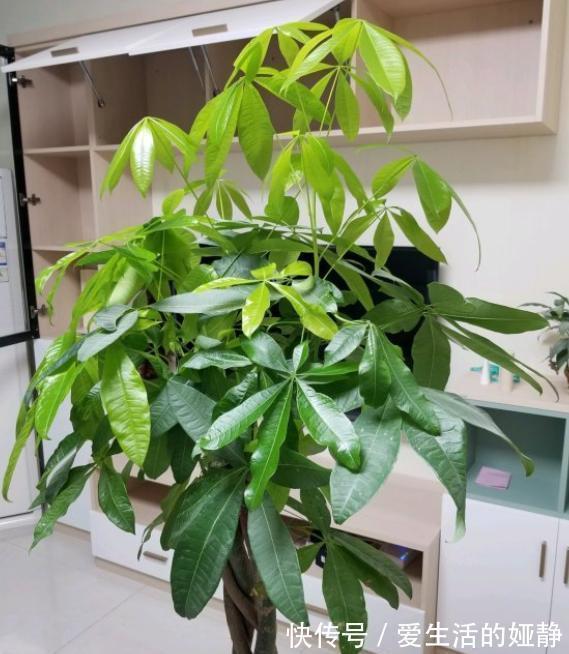 发财树就是这么好养,只需4步,枝叶繁茂,再也不黄叶烂根