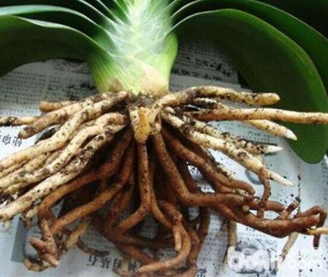君子兰根烂了能救活吗教你3个挽救小妙招，君子兰“起死回生”