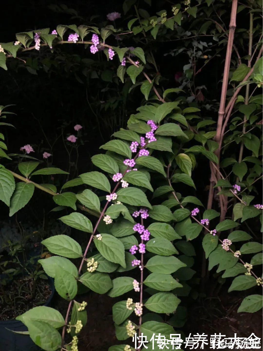 柴烧|农村当柴烧的花,原来可以当盆景,给一千块也不卖