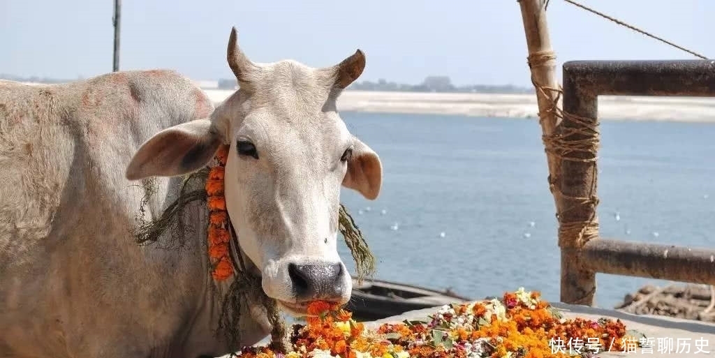 大街|印度为何很少吃牛肉,那些在大街随意溜达的牛,最终结局如何