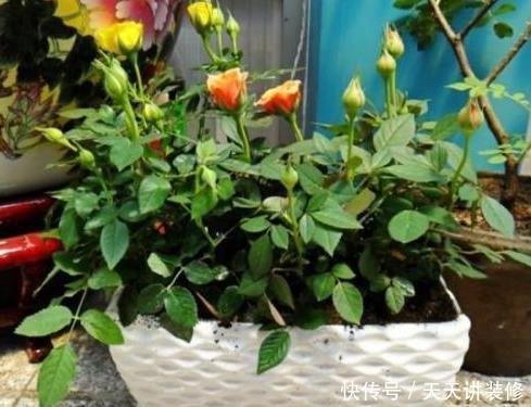 冬季给花浇水,4种“夺命水”不要浇,室内易伤根,养一盆死一盆