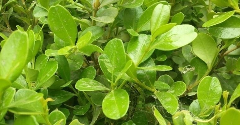 山上这种老“树桩”,遇见请捡回家,养上三、五年,价值翻几翻