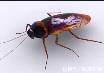 柚子|有哪些生活小技巧？