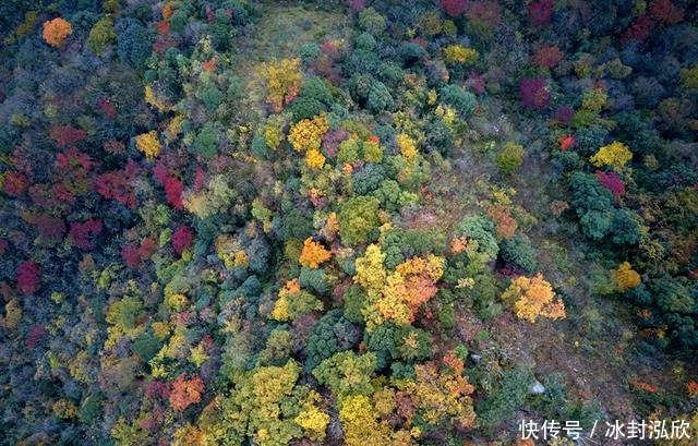 秘境|媲美光雾山！平武这条沟，藏着一个惊艳的彩林秘境！