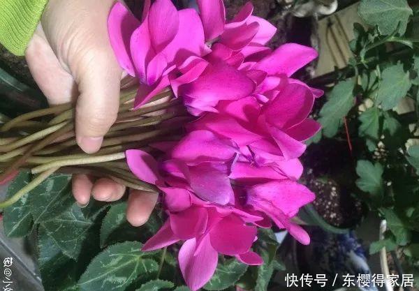 冬天修剪分“轻重”,有的花剪狠了,再也不开花