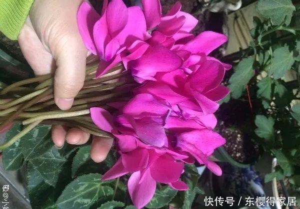 冬天修剪分“轻重”，有的花剪狠了，再也不开花