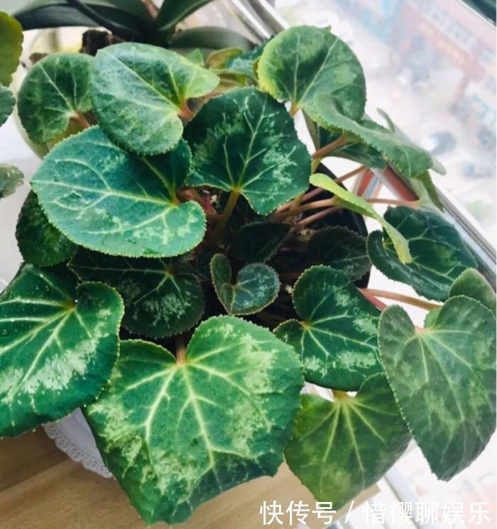 家里有此7种花,少浇水不能晒,天热要休眠早看早知道