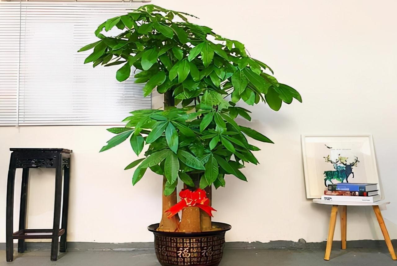 天生“怕水”的15种花，养不好都是因为“太勤了”，别忽视