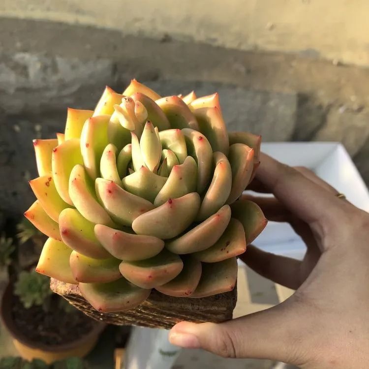 多肉小白三年励志对比养自己的花,爱自己的宇宙!