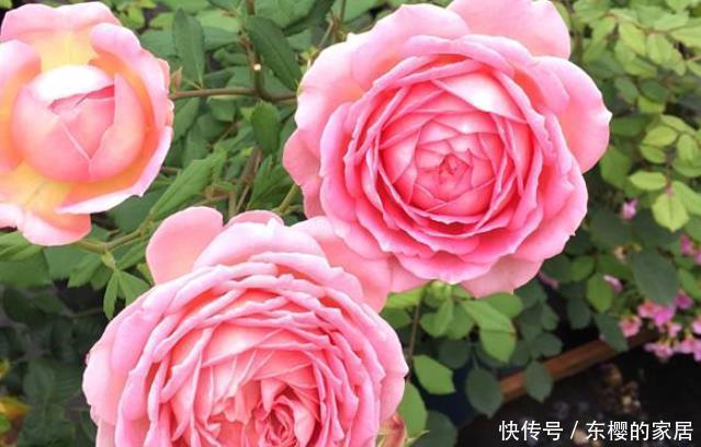 此花漂亮不输牡丹,香味超过茉莉,养一盆花香四溢,家中种植必备