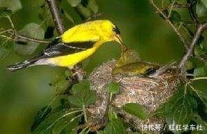 黄雀飞飞摩苍天。