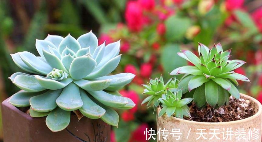 土壤|盆栽养殖多肉,天热更该旱养,不然烂根问题多