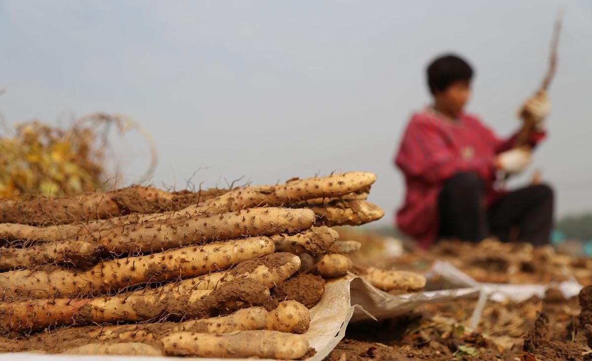 食品交换法|土豆、红薯、山药的淀粉含量高，升血糖还是降血糖糖友能常吃吗