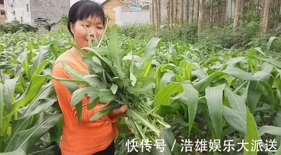 风里雨|农村一种苦苦的菜,一般人吃不惯,常吃有抗肿瘤的作用,认识吗