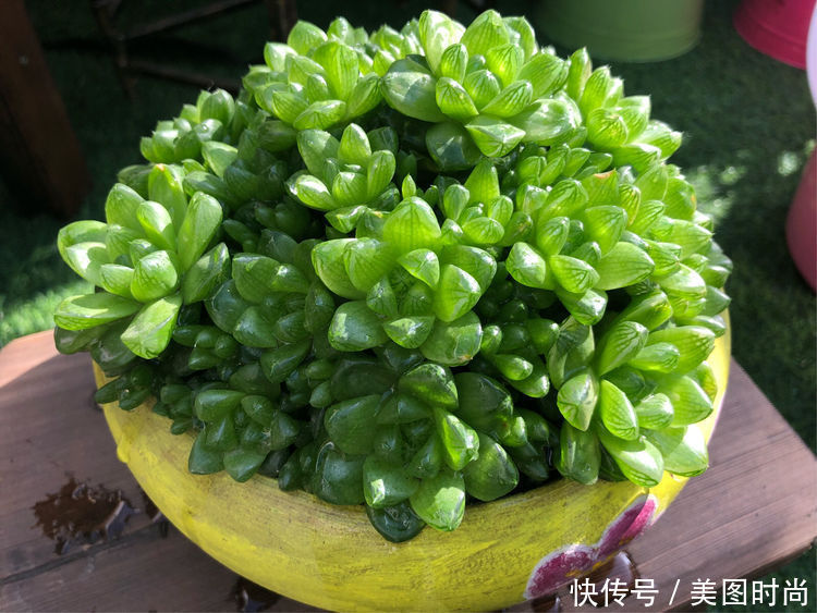 阳台|DIY改造17㎡屋顶花园，忙得不亦乐乎，在喧嚣城市打造一隅静谧