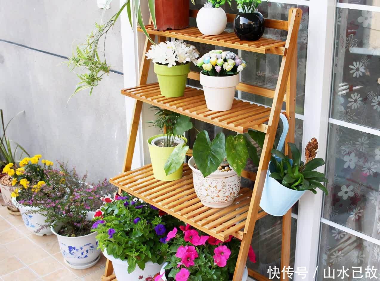 电视柜|家庭养花:室内盆栽别摆太满,不然问题多多