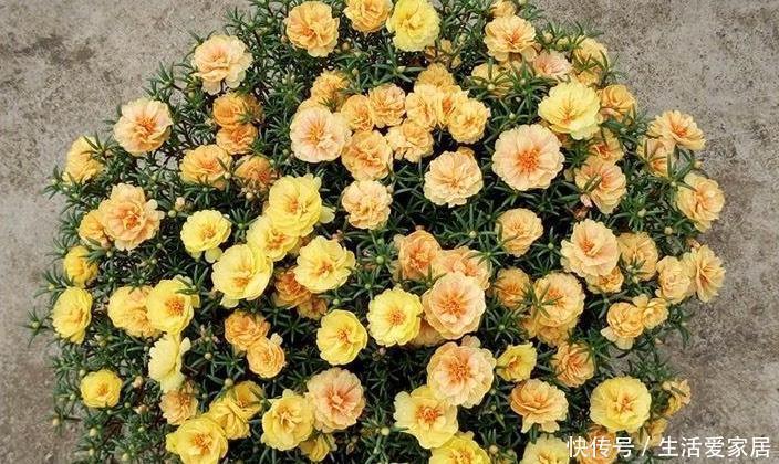 花儿|“重瓣太阳花”过冬,用一“方法”,来年又开花,五颜六色