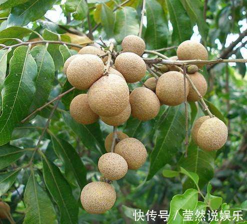 龙眼|立秋后,坚持“三不食”,不仅没有益处还危害这么大,尤其第二种