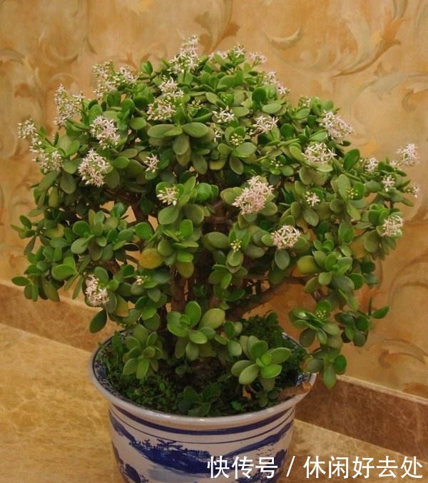 这2种便宜花是“镇宅之宝”,这样养一养,摇身变成“大老桩”!