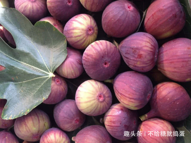 黄疸|女性在怀孕后,平时尽量多吃4种常见食物,或助胎儿预防“黄疸”