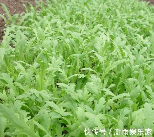 大肚子|女人不想大肚子,水桶腰,3种野菜,减肥瘦身,刮油,吃出好身材